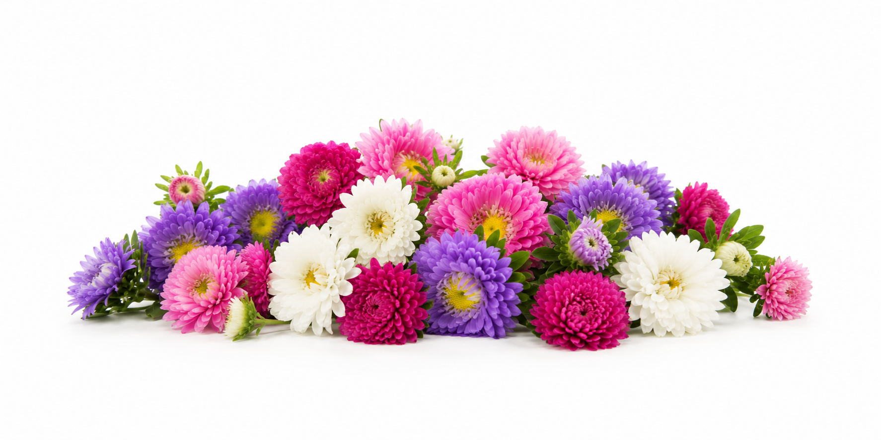 Aster