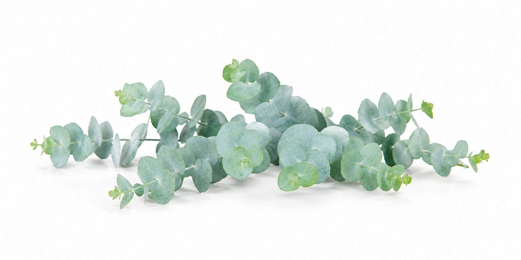 Eucalyptus Baby Blue