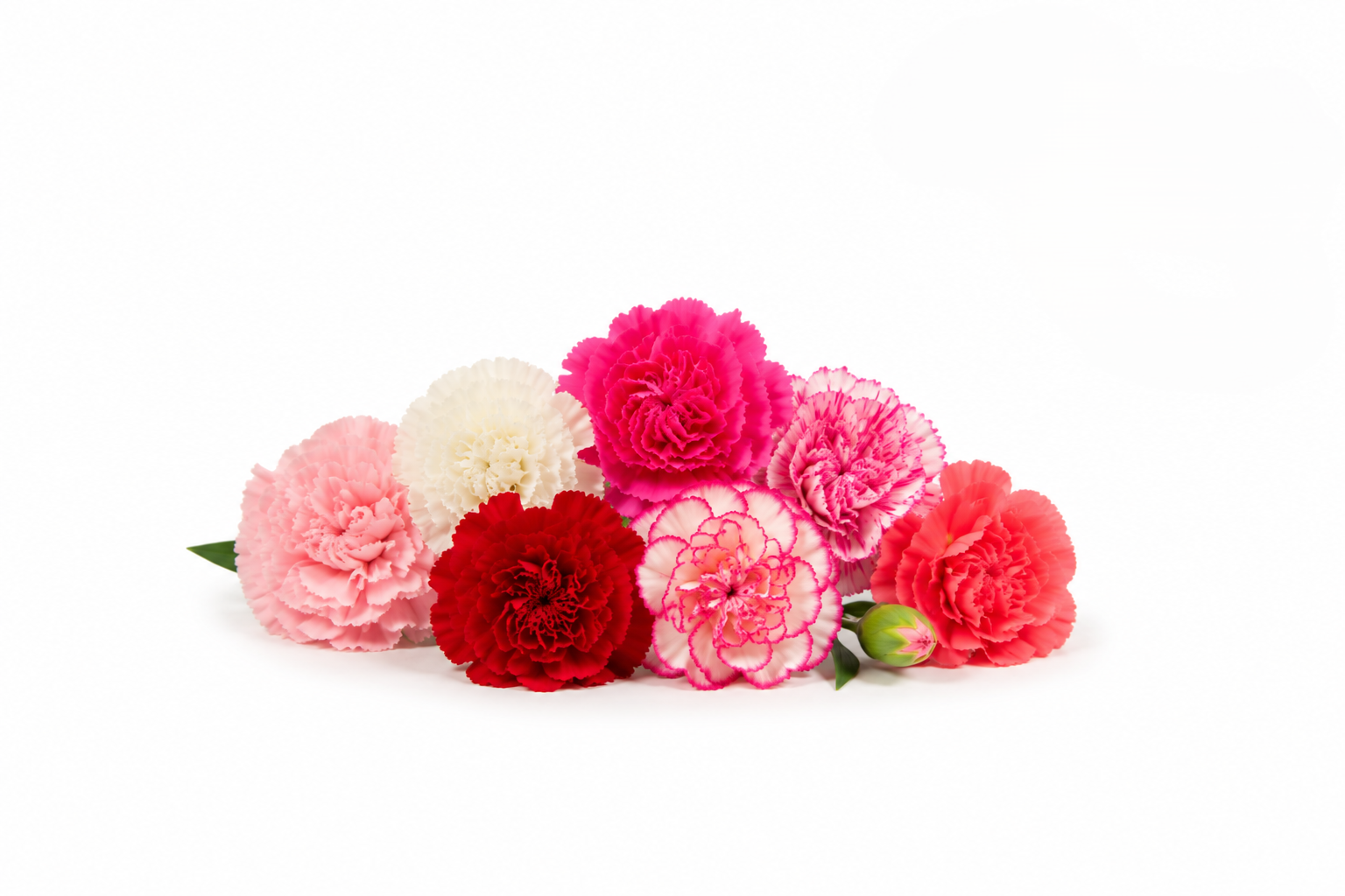 Carnations