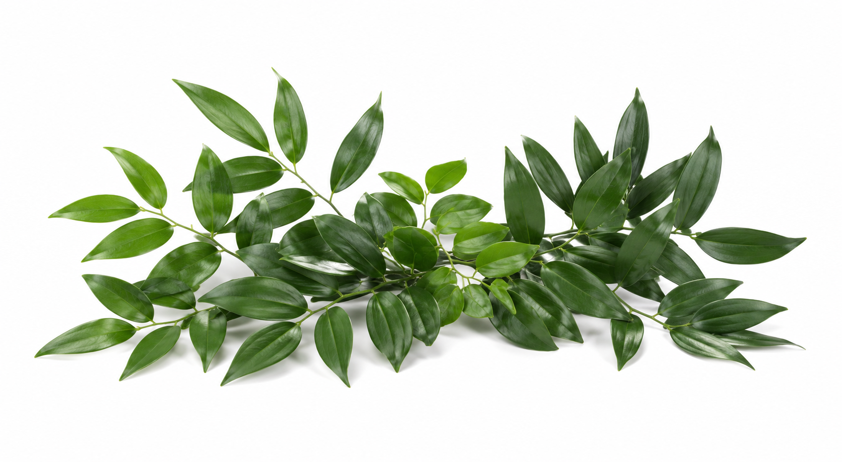 Cocculus