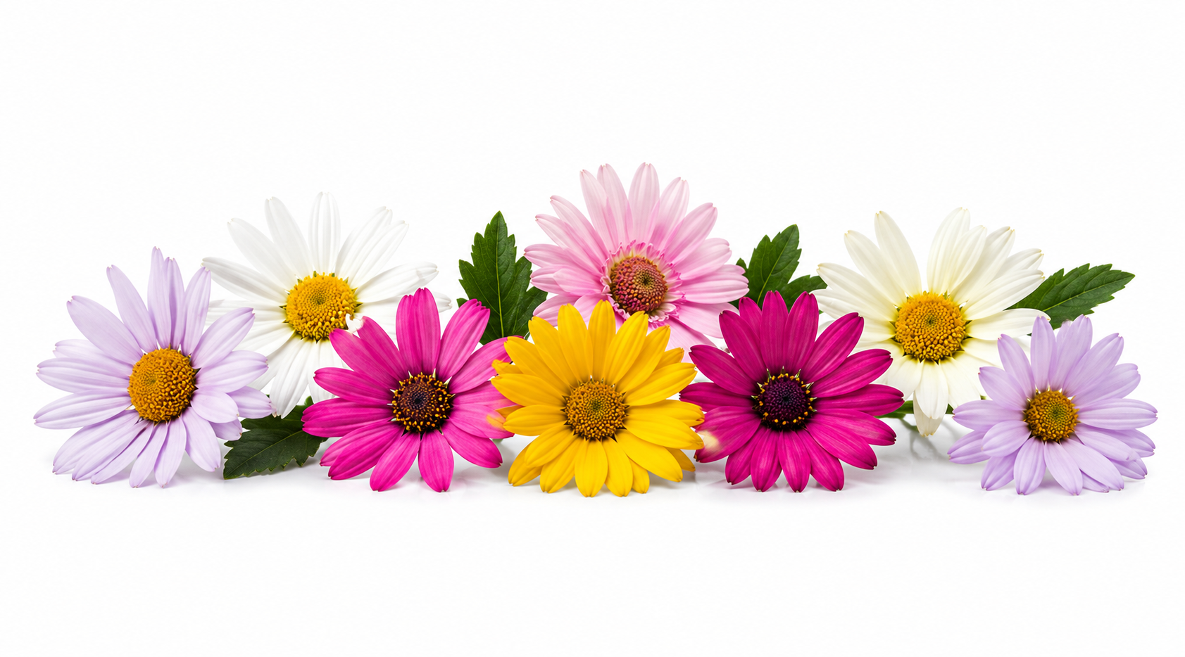 Daisies