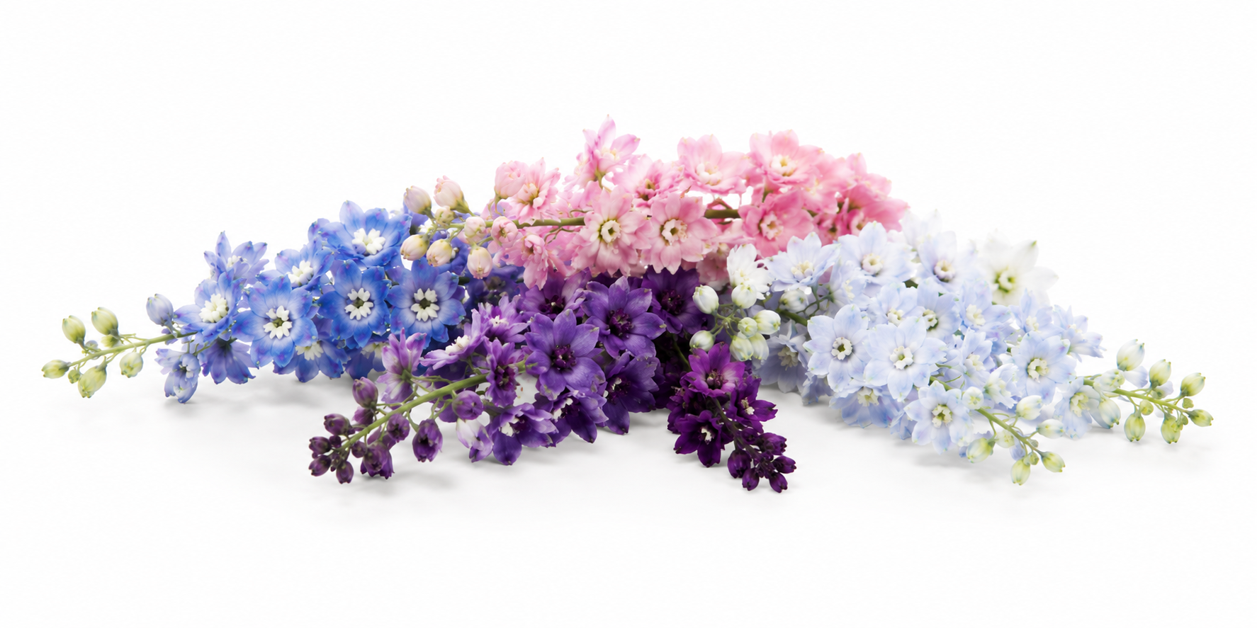 Delphinium