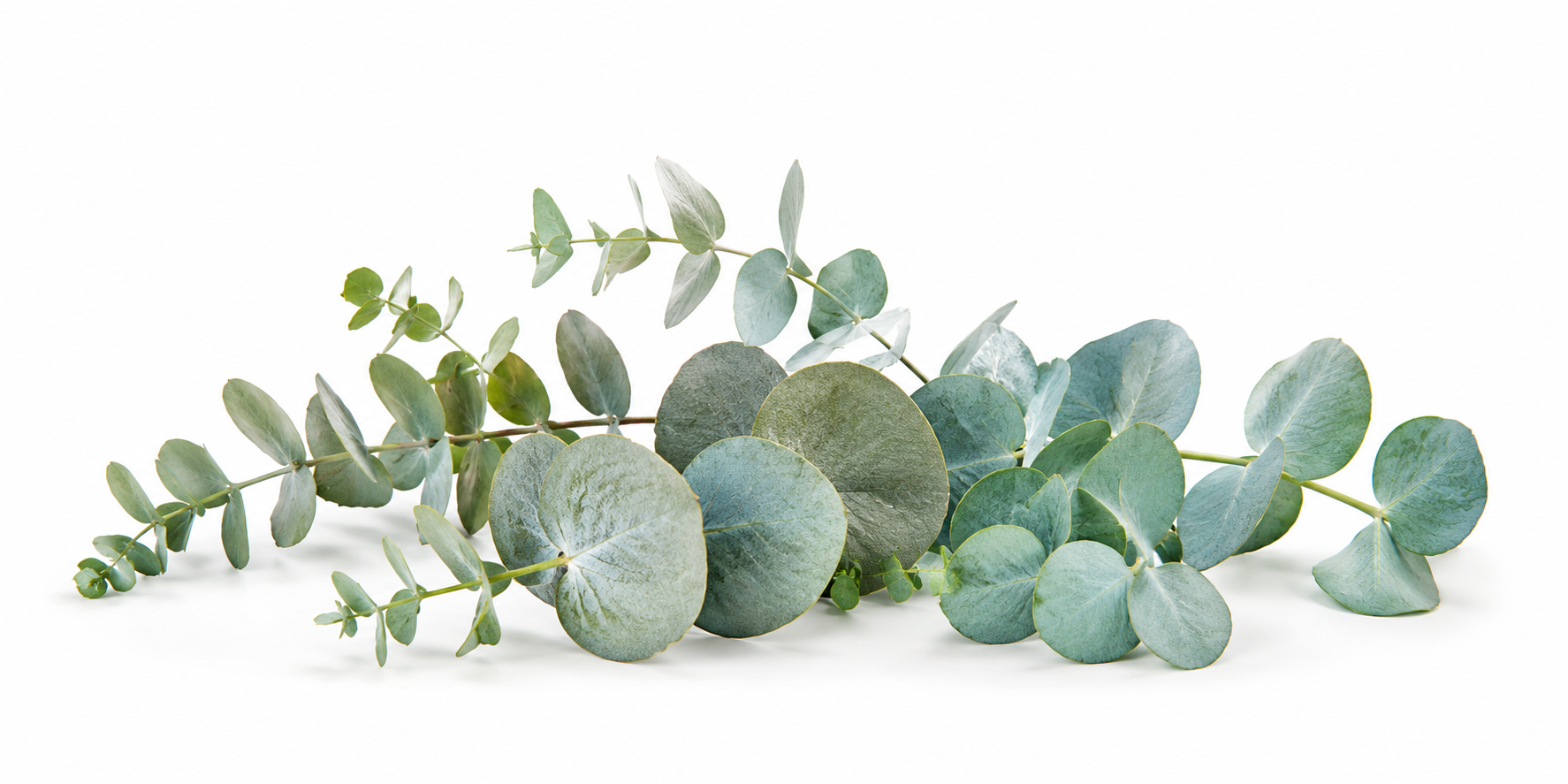 Eucalyptus Silver Dollar