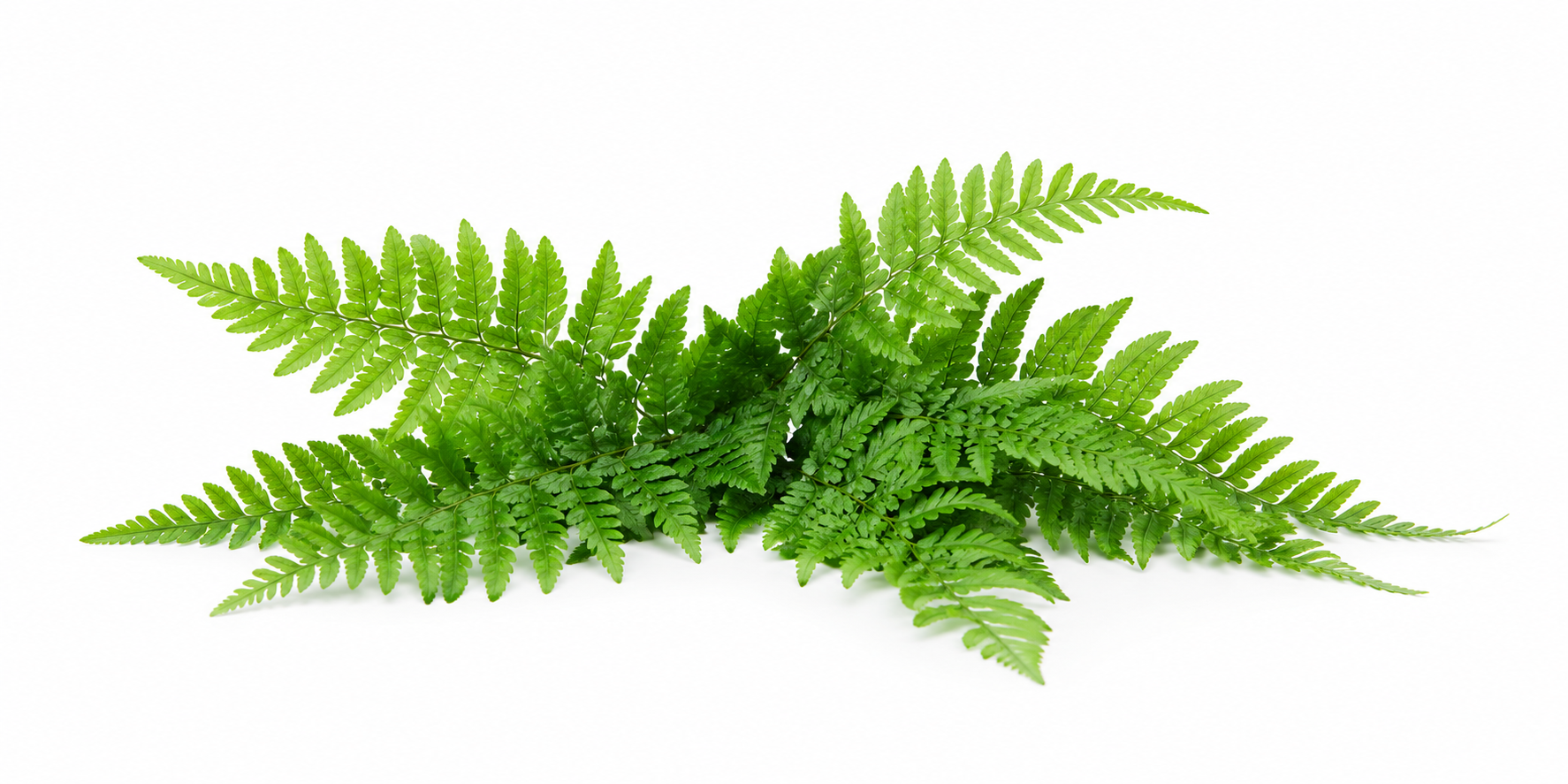 Fern