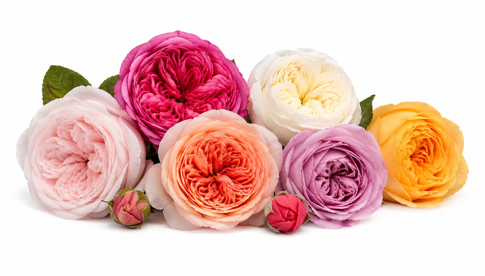 Garden Roses