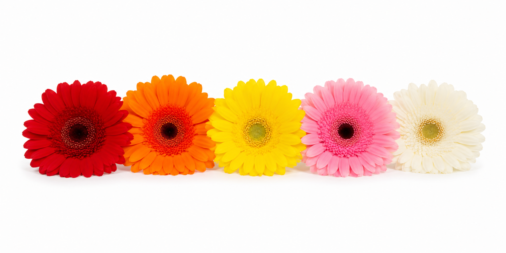 Gerberas