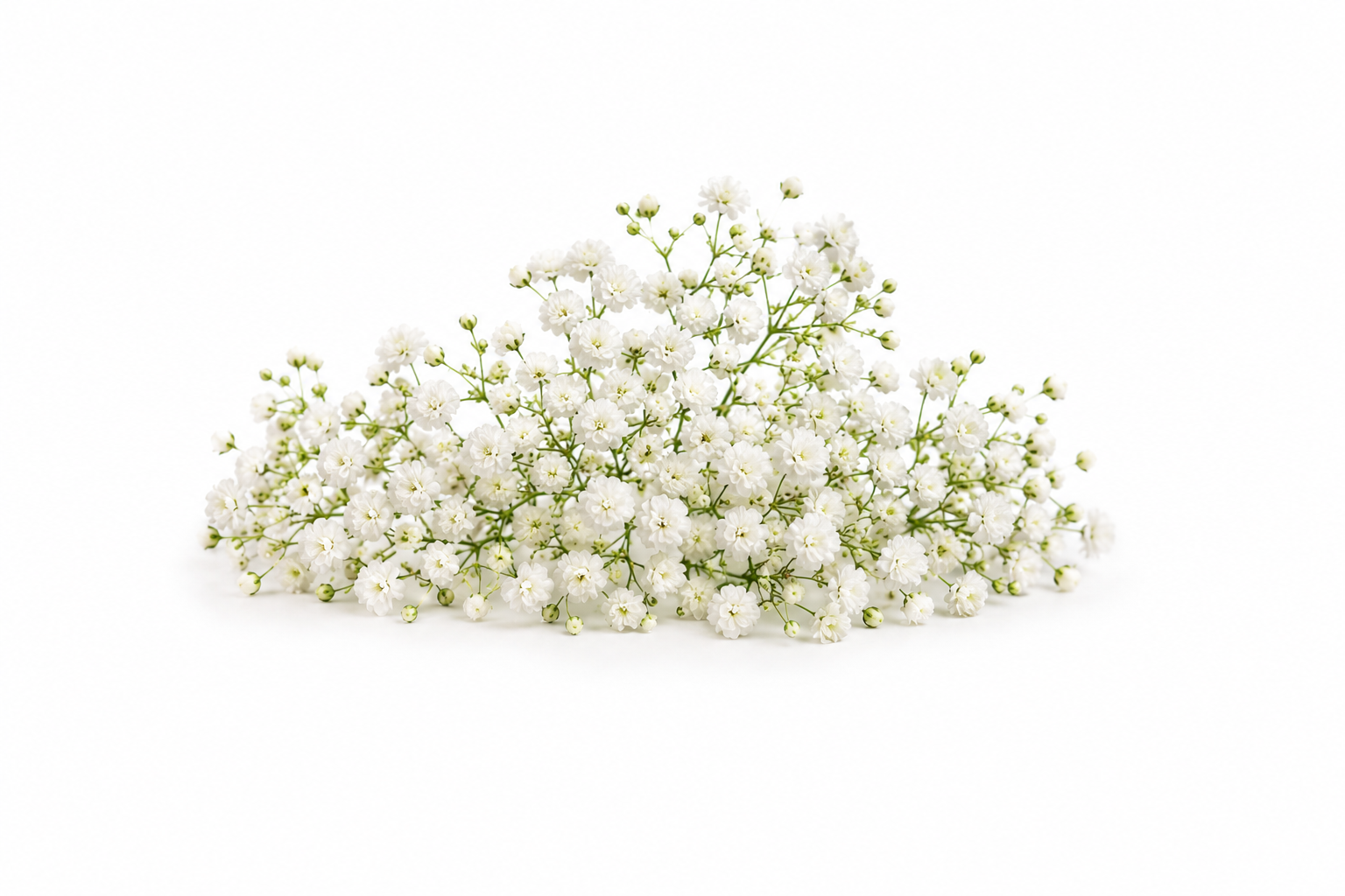 Gypsophila Xlence