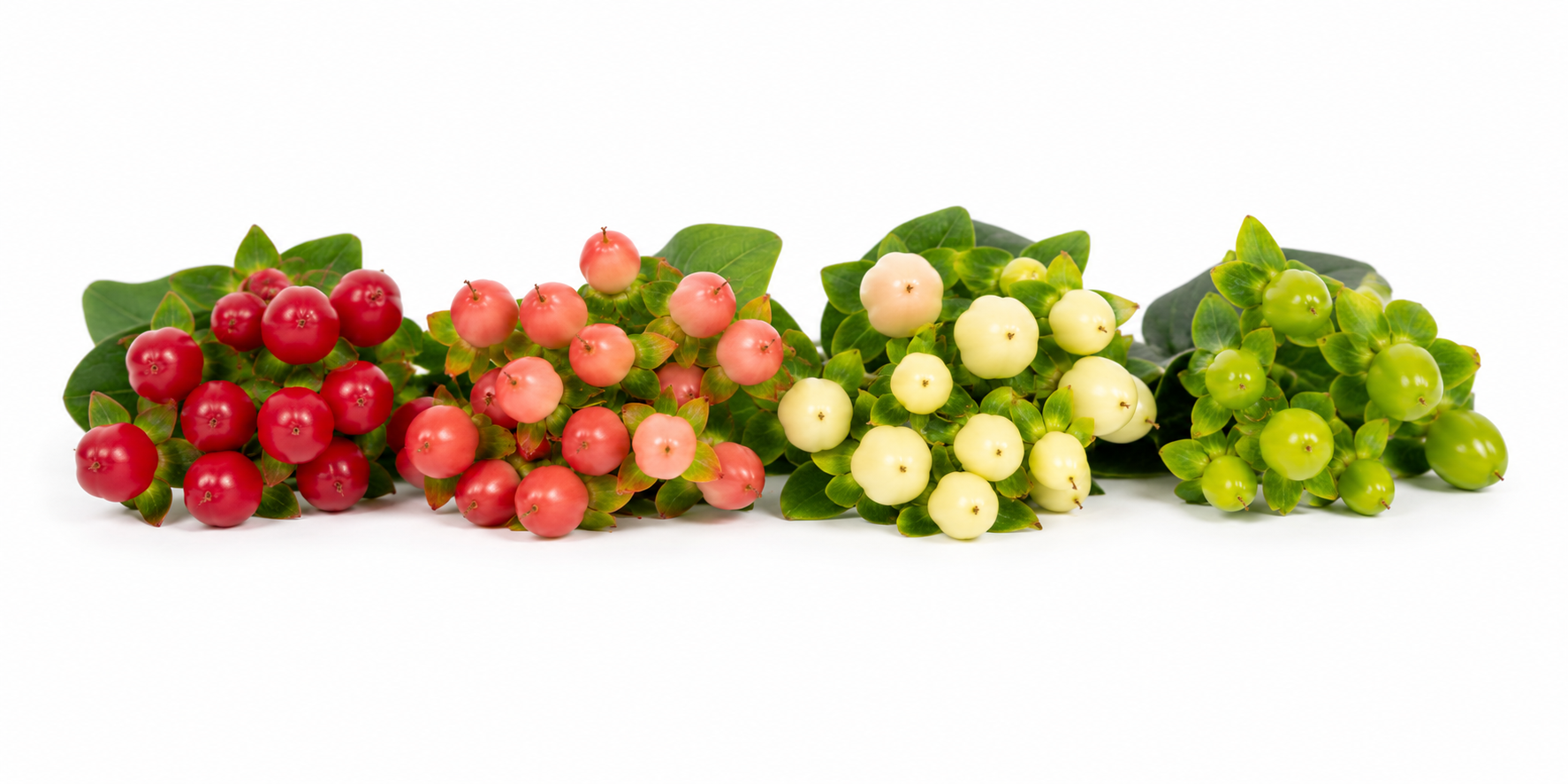 Hypericum