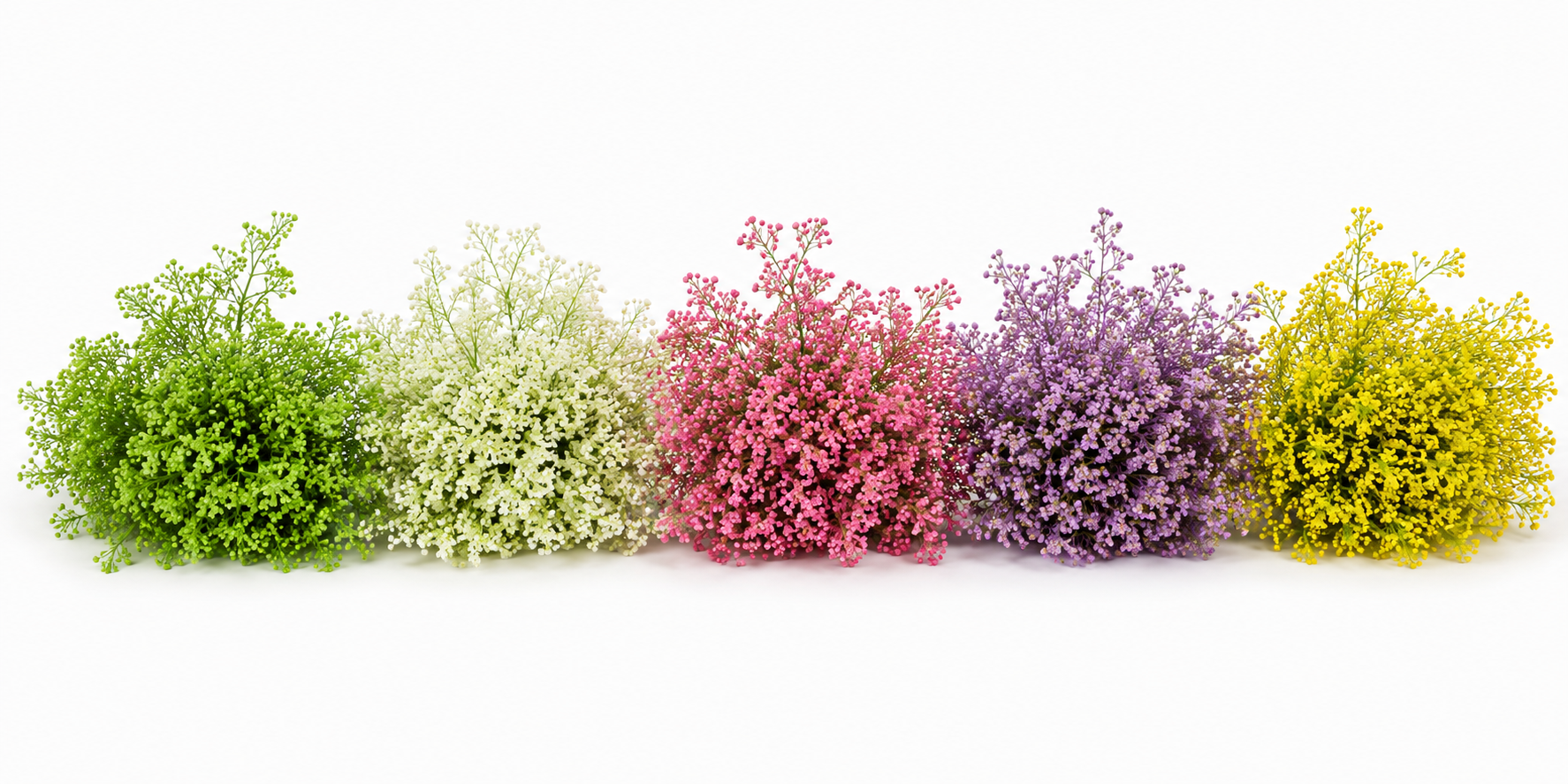 Lepidium