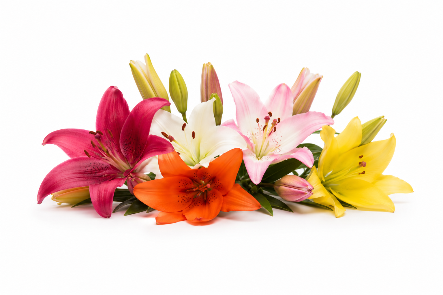 Oriental & Asiatic Lilies