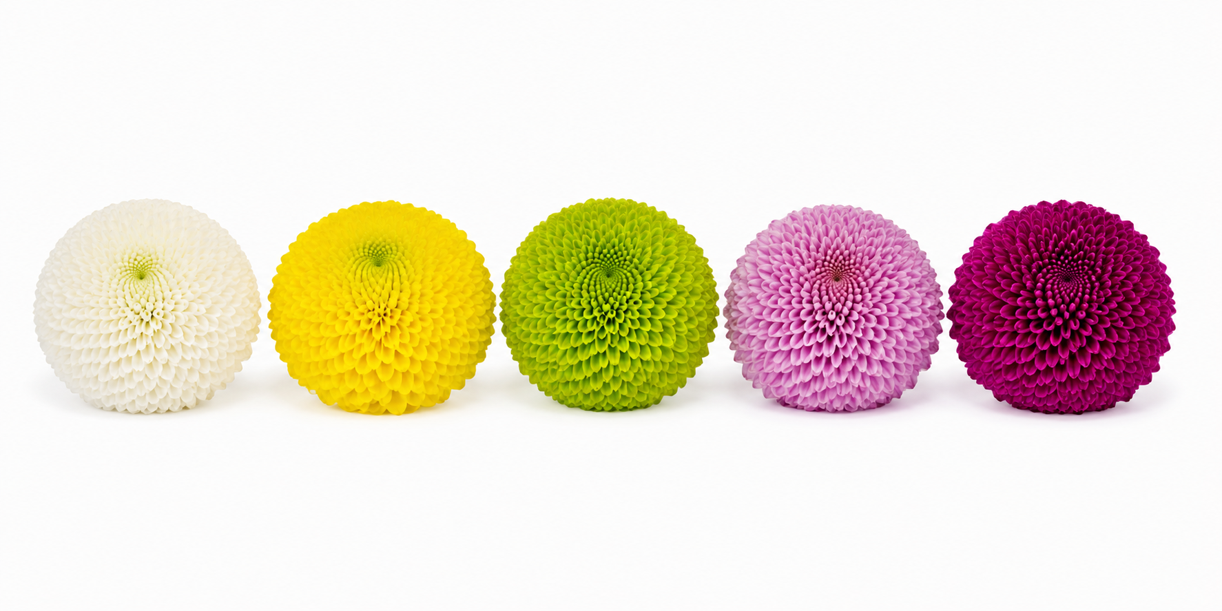 Pompon