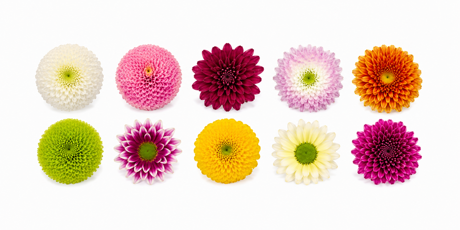 Poms