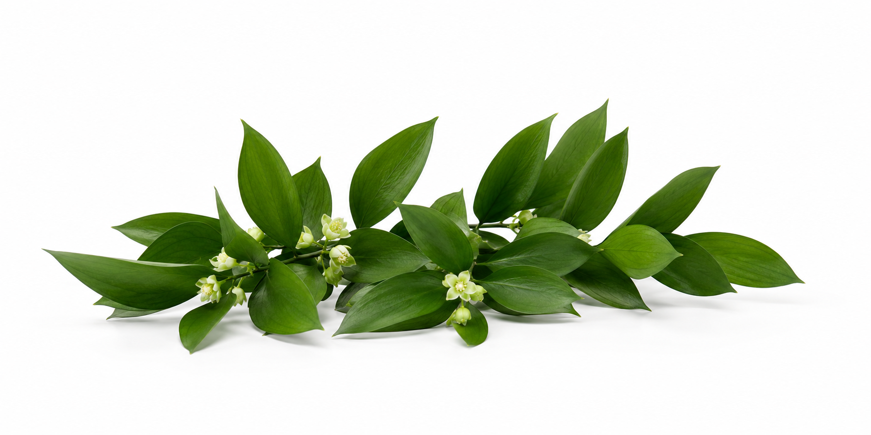 Ruscus
