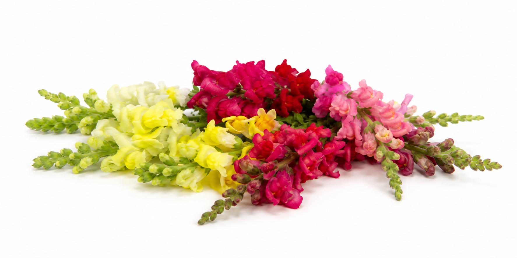 Snapdragon