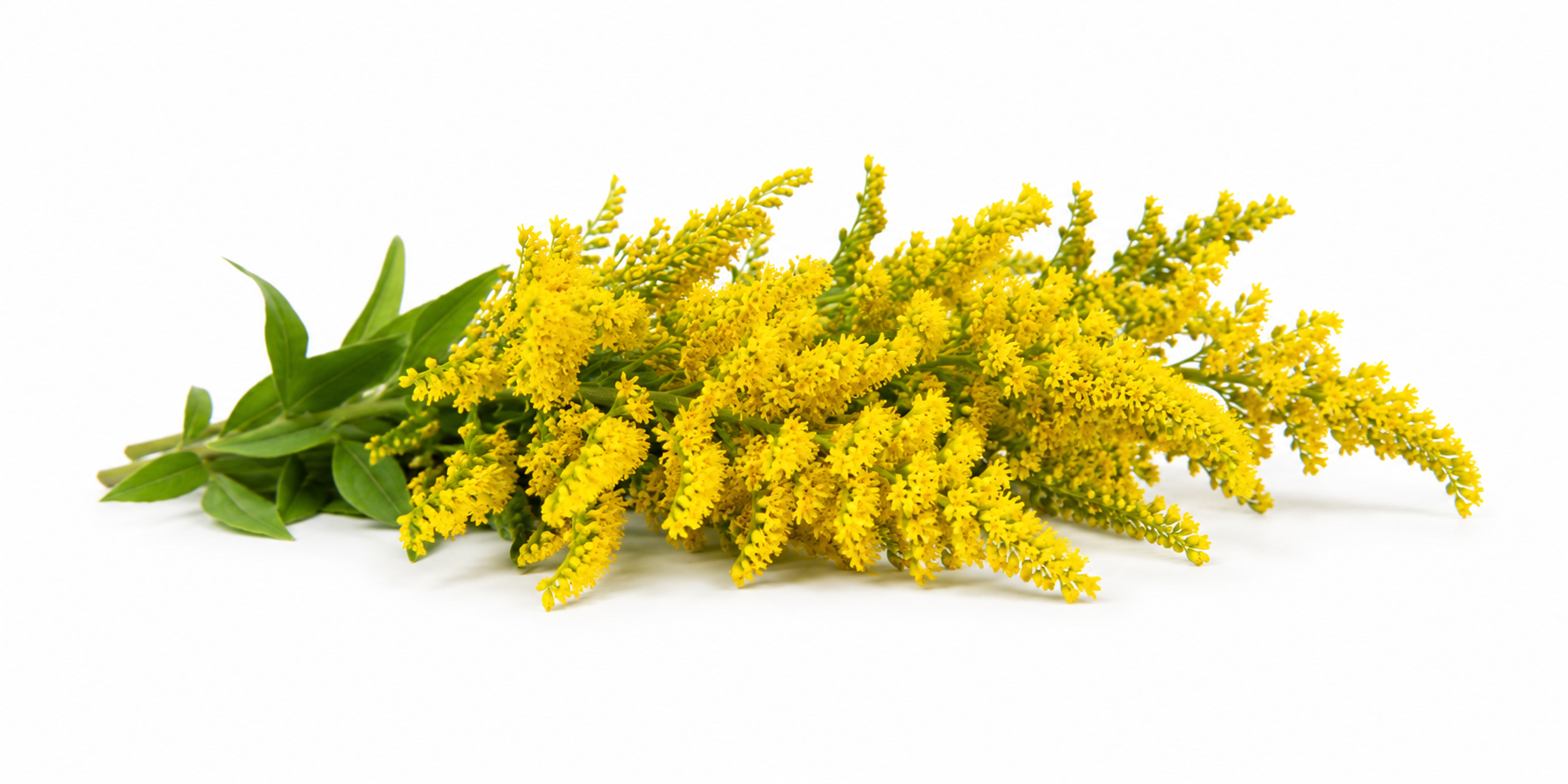 Solidago