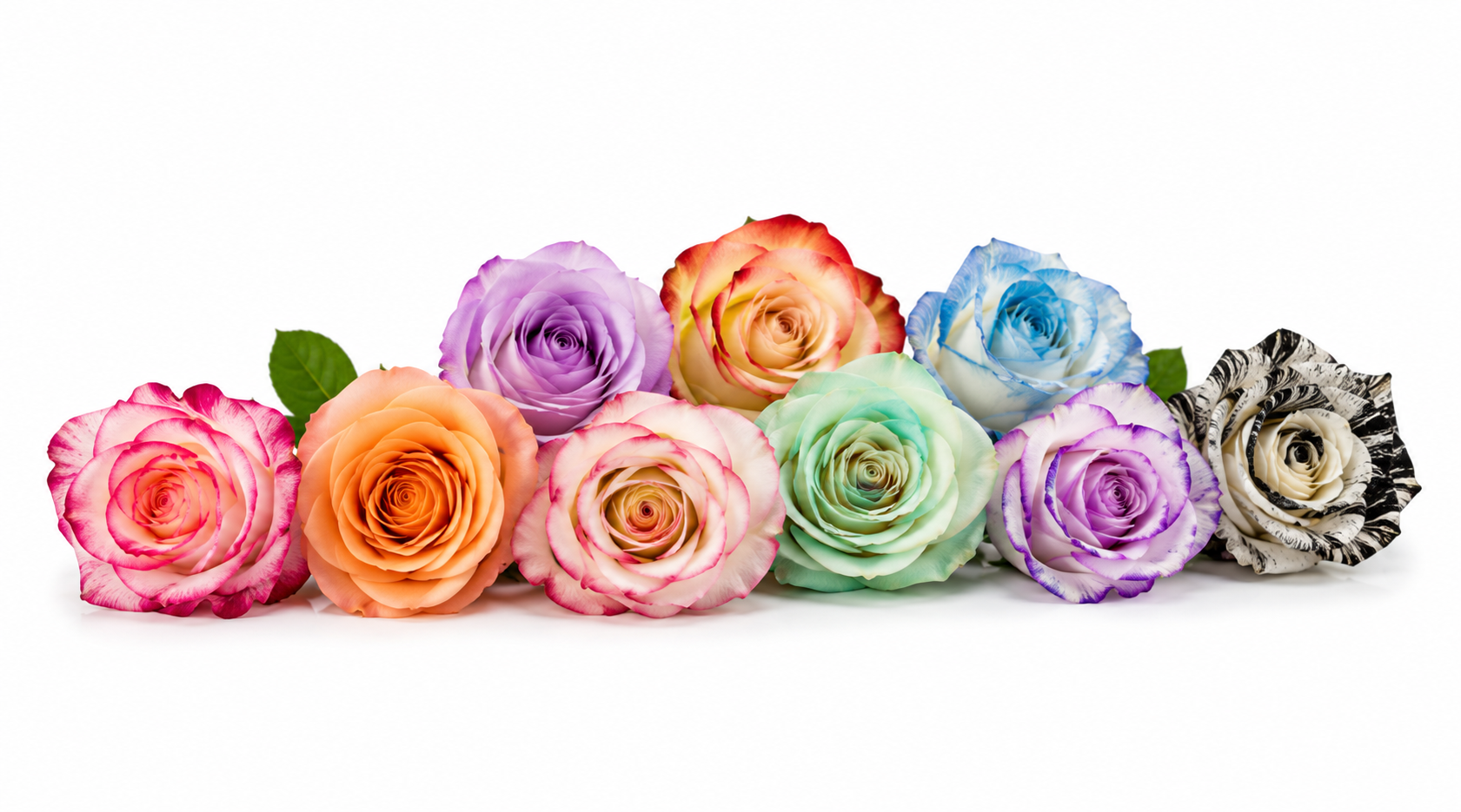 Tinted Roses