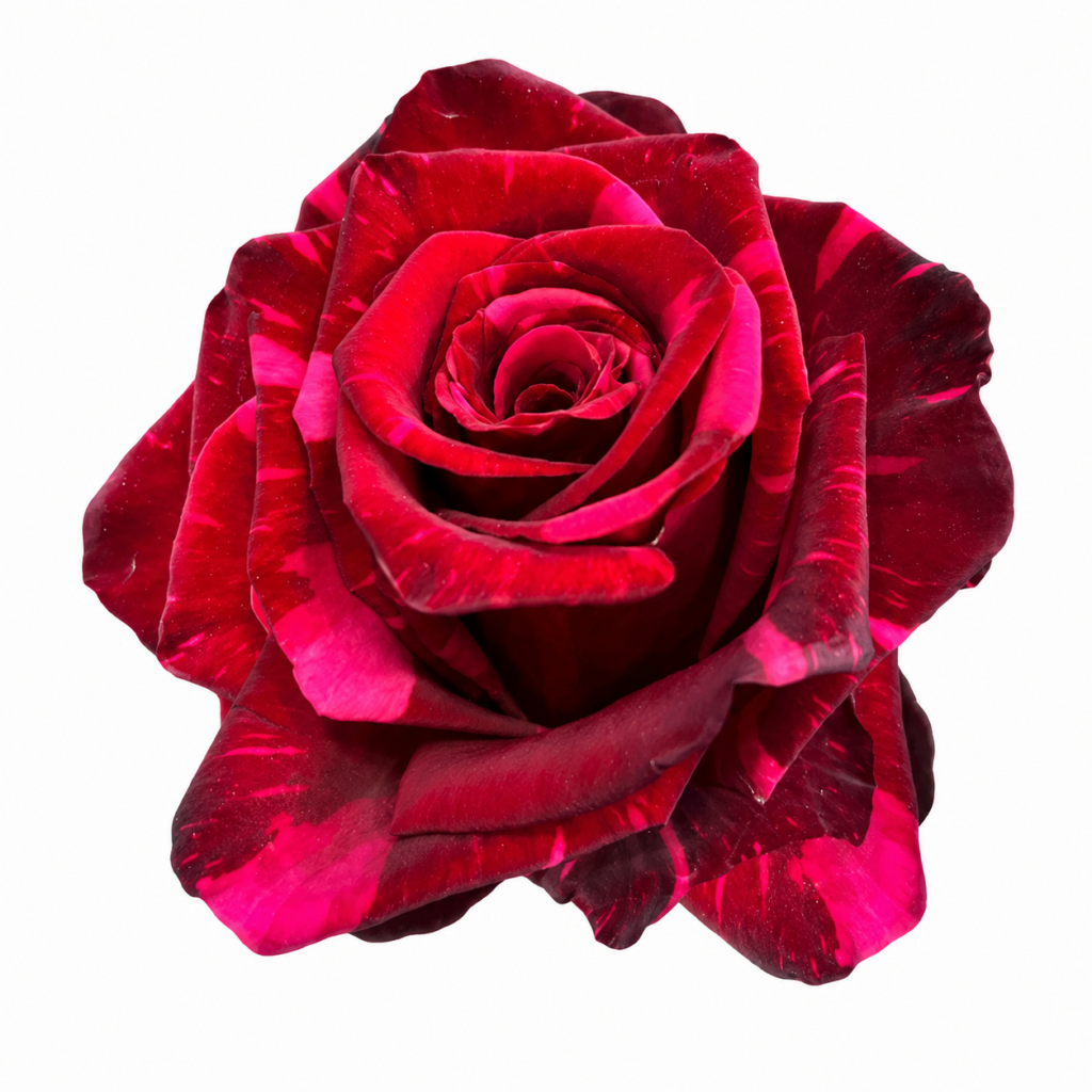 Red Phanter