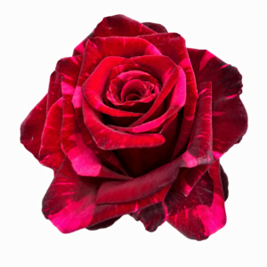 Red Phanter