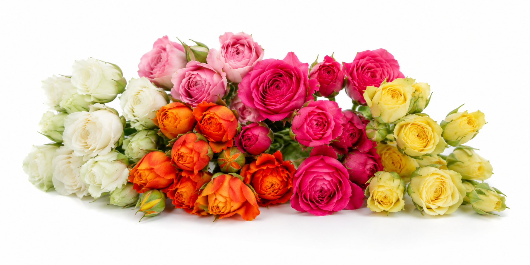Spray Roses