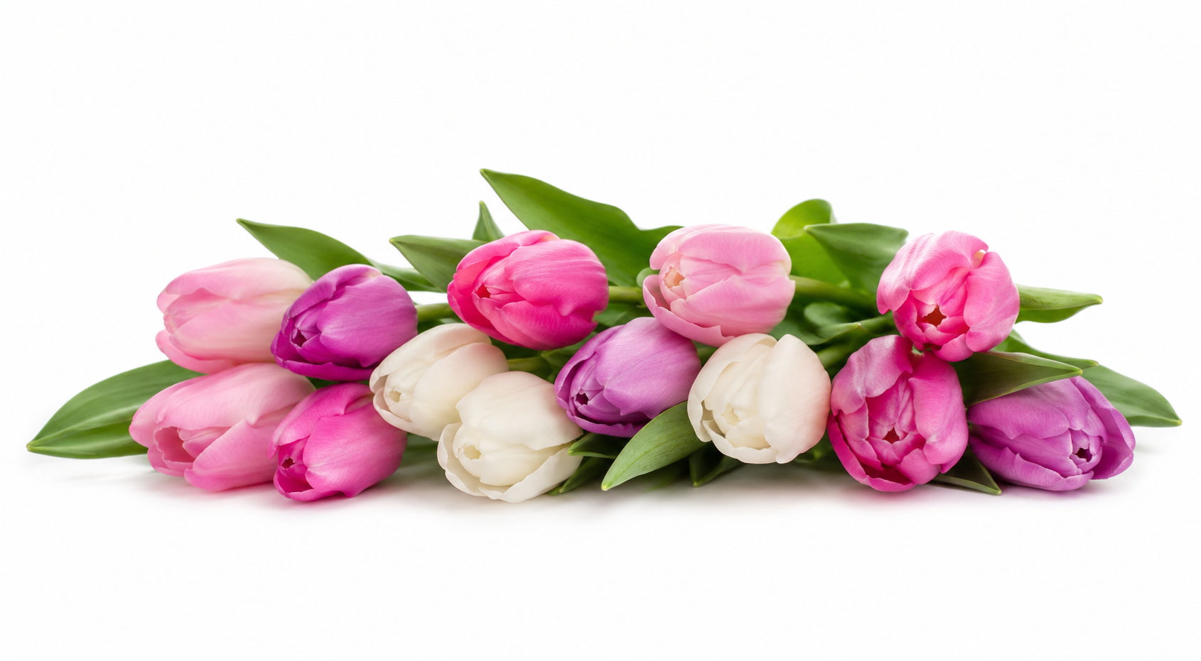 Tulips
