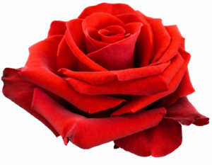 Redvolution